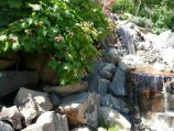 Natural boulder water feature with raspberry bushes