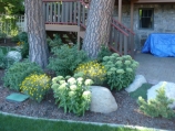 Sun/shade perennial bed